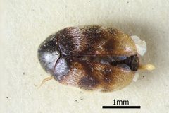 NHMUK014092597 Phradonoma nobile var. distincta Kalik HT whole dorsal X 3.2 by NHM Beetles and Bugs. Used under a CC BY 2.0 license.