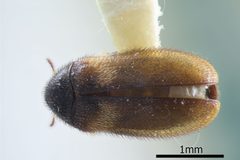 NHMUK014092590 Reesa vespulae Mill. whole dorsal X 4.0 by NHM Beetles and Bugs. Used under a CC BY 2.0 license.