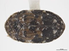 Trogoderma anthrenoides by Sarah McCaffrey, Museum Victoria. Used under a CC BY 3.0 au license.