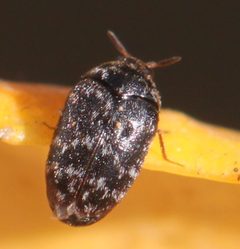 2019 06 17 Trogoderma glabrum by Slimguy. Used under a CC BY 4.0 license.
