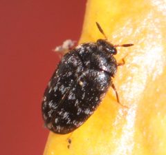 2019 06 17 Trogoderma glabrum2 by Slimguy. Used under a CC BY 4.0 license.