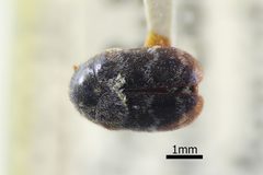 NHMUK014092588 Trogoderma glabrum Herbst whole dorsal X 2.0 by NHM Beetles and Bugs. Used under a CC BY 2.0 license.
