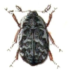 Trogoderma.glabrum.-.calwer.16.09 by Emil Hochdanz
. Used under a Public domain license.
