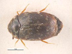 Trogoderma glabrum by Simon Hinkley &amp; Ken Walker, Museum Victoria. Used under a CC BY 3.0 au license.