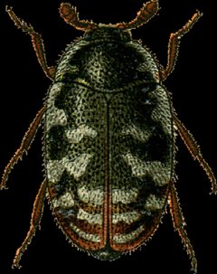 Trogoderma nigrum Jacobson by Georgiy Jacobson. Used under a Public domain license.