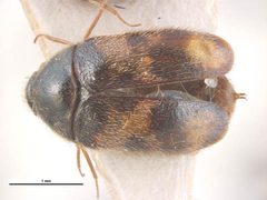 Trogoderma grassmani by Simon Hinkley & Ken Walker, Museum Victoria. Used under a CC BY 3.0 au license.
