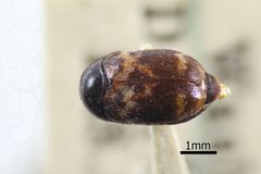 NHMUK014092574 Trogoderma inclusum LeConte whole dorsal X 2.0 by NHM Beetles and Bugs. Used under a CC BY 2.0 license.