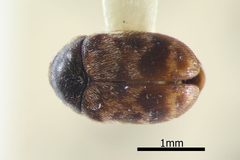 NHMUK014092575 Trogoderma inclusum LeConte male whole dorsal X 4.0 by NHM Beetles and Bugs. Used under a CC BY 2.0 license.