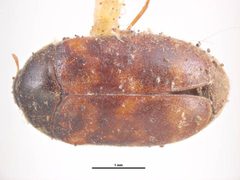 Trogoderma ornatum by Simon Hinkley &amp; Ken Walker, Museum Victoria. Used under a CC BY 3.0 au license.
