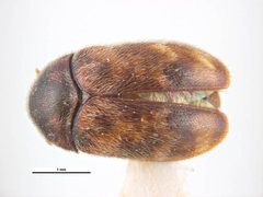 Trogoderma simplex by Simon Hinkley & Ken Walker, Museum Victoria. Used under a CC BY 3.0 au license.