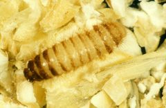 CSIRO ScienceImage 2598 Warehouse beetle larvae Trogoderma variabile by division, CSIRO. Used under a CC BY 3.0 license.