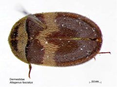 Attagenus fasciatus by Caroline Harding, MAF. Used under a CC BY 3.0 au license.