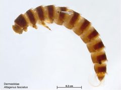 Attagenus fasciatus larva by Caroline Harding, MAF. Used under a CC BY 3.0 au license.