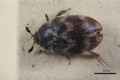 NHMUK014092472 Attagenus fasciatus Wollaston Whole dorsal X 2.5 by NHM Beetles and Bugs. Used under a CC BY 2.0 license.