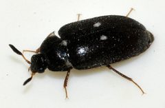 Attagenus-pellio-01-fws by Francisco Welter-Schultes. Used under a CC0 license.