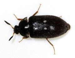 Attagenus-pellio-02-fws by Francisco Welter-Schultes. Used under a CC0 license.
