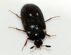 Attagenus-pellio-03-fws by Francisco Welter-Schultes. Used under a CC0 license.