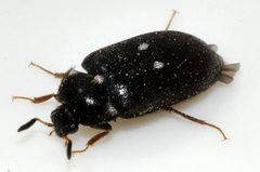 Attagenus-pellio-05-fws by Francisco Welter-Schultes. Used under a CC0 license.