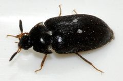 Attagenus-pellio-06-fws by Francisco Welter-Schultes. Used under a CC0 license.