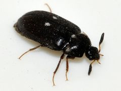 Attagenus-pellio-08-fws by Francisco Welter-Schultes. Used under a CC0 license.