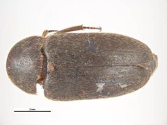 Dermestes ater by Walker, K.. Used under a CC BY 3.0 au license.