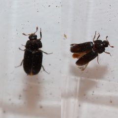 Dermestes haemorrhoidalis dorsal by Stephan Kleinfelder. Used under a CC0 license.