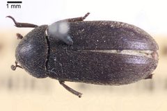 NHMUK014092465 Dermestes ater DeGeer--whole dorsal X 1.25 by NHM Beetles and Bugs. Used under a CC BY 2.0 license.