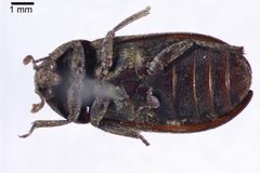 NHMUK014092465 Dermestes ater DeGeer--whole ventral X 1.25 by NHM Beetles and Bugs. Used under a CC BY 2.0 license.