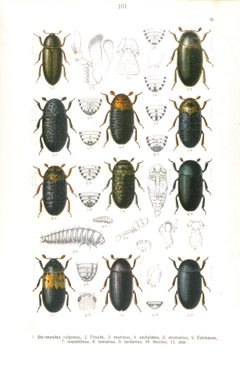 Reitter-1911-plate101 by Edmund Reitter
. Used under a Public domain license.