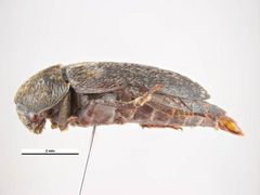 Dermestes carnivorus by Simon Hinkley &amp; Ken Walker, Museum Victoria. Used under a CC BY 3.0 au license.