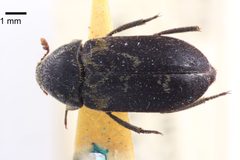 NHMUK014092446 Dermestes carnivorus Fabricius--whole dorsal X 1.25 by NHM Beetles and Bugs. Used under a CC BY 2.0 license.