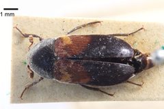 NHMUK014092447 Dermestes carnivorus Fabricius--whole dorsal X 1.25 again by NHM Beetles and Bugs. Used under a CC BY 2.0 license.