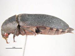 Dermestes frischii by Simon Hinkley & Ken Walker, Museum Victoria. Used under a CC BY 3.0 au license.