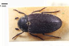 NHMUK014092452 Dermestes frischii Kugelann--whole dorsal X 1.25 by NHM Beetles and Bugs. Used under a CC BY 2.0 license.