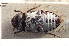 NHMUK014092453 Dermestes frischii Kugelann--whole ventral X 1.25 by NHM Beetles and Bugs. Used under a CC BY 2.0 license.