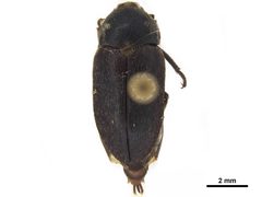 NMNH-USNMENT01452780 Dermestes frischii adult dorsal by CBG Photography Group (National Museum of Natural History, Smithsonian Institution). Used under a CC0 license.