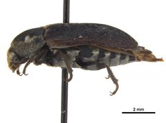 NMNH-USNMENT01452780 Dermestes frischii adult lateral by CBG Photography Group (National Museum of Natural History, Smithsonian Institution). Used under a CC0 license.