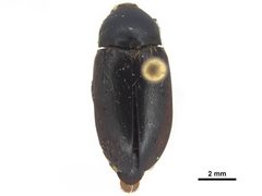 USNMENT01452781 Dermestes frischii adult dorsal by CBG Photography Group (National Museum of Natural History, Smithsonian Institution). Used under a CC0 license.