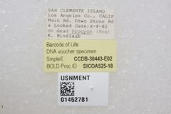 USNMENT01452781 Dermestes frischii adult label by CBG Photography Group (National Museum of Natural History, Smithsonian Institution). Used under a CC0 license.