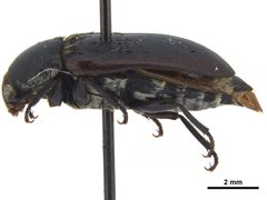 USNMENT01452781 Dermestes frischii adult lateral by CBG Photography Group (National Museum of Natural History, Smithsonian Institution). Used under a CC0 license.