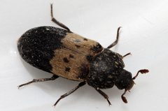 Dermestes lardarius by Stefanlindmark. Used under a CC BY-SA 3.0 license.