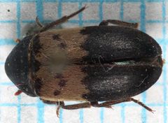 Dermestes lardarius-o by Magnefl. Used under a CC BY-SA 4.0 license.