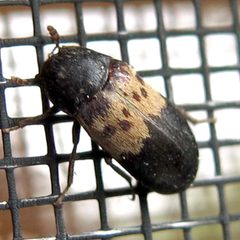Dermestes lardarius 1 by Jacy Lucier. Used under a CC BY-SA 4.0 license.