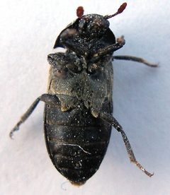 Klannebille underside by Photographed by Guttorm Flatabø (user:dittaeva).. Used under a CC BY-SA 3.0 license.