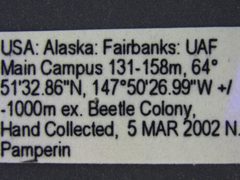 2011-08-12-UAM100037016-Dermestes maculatus-label1a by University of Alaska Museum. Used under a CC0 license.