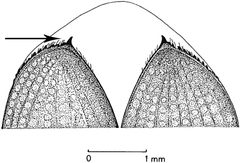 Dermesteselytren by Tikakan. Used under a Public domain license.