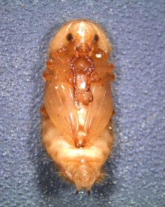 Pupa de Dermestes maculatus by JaigoL. Used under a CC BY 4.0 license.