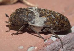 Dermestes marmoratus P1360878a by Robert Webster

Depicted place:  Oklahoma. Used under a CC BY-SA 4.0 license.