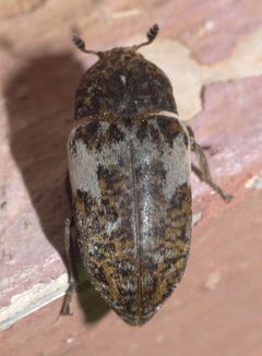 Dermestes marmoratus P1360914a by Robert Webster

Depicted place:  Oklahoma. Used under a CC BY-SA 4.0 license.