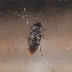 Dermestes haemorrhoidalis ventral by Stephan Kleinfelder. Used under a CC0 license.